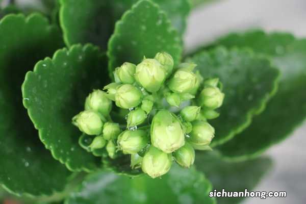 长寿花施肥方法,施肥过多的症状