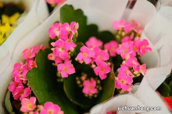 磷酸二氢钾怎么给长寿花施肥，施肥技巧