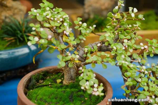 阳台如何养金枝玉叶,需要注意什么