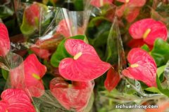 红掌放在家里有好运吗