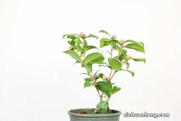 山茶花怎么种植方法,山茶花种植时间