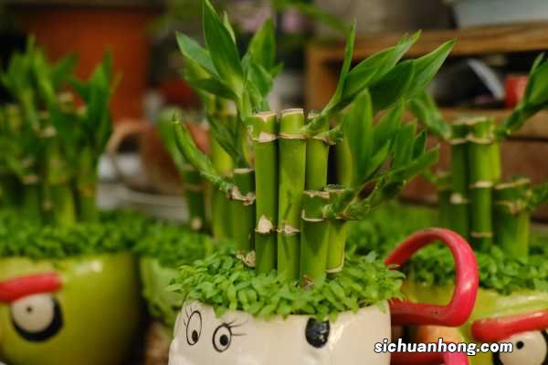 富贵竹能放在客厅吗