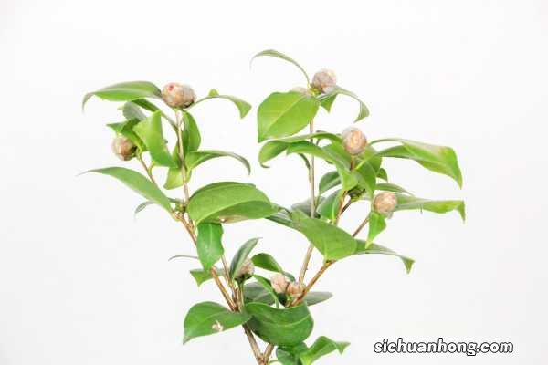 盆栽山茶花怎么修剪,什么时候修剪