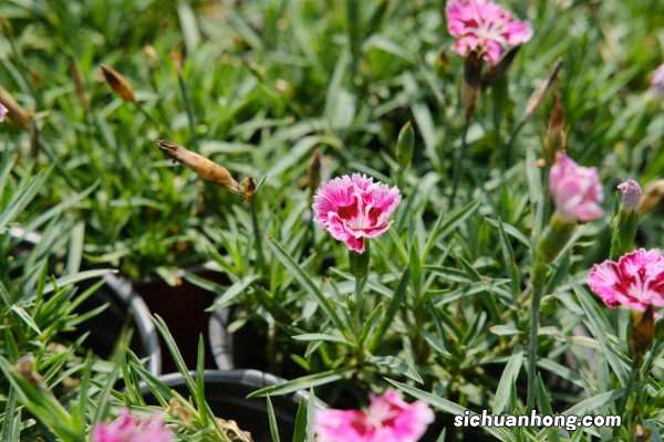 阳台如何养石竹，需要注意什么