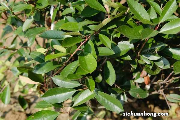 阳台如何养石楠，需要注意什么