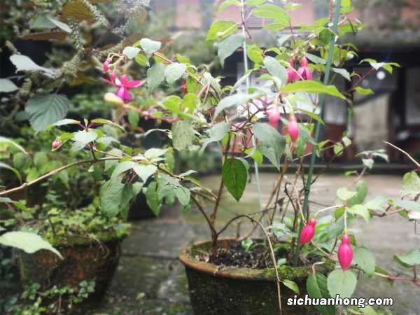 倒挂金钟的花语