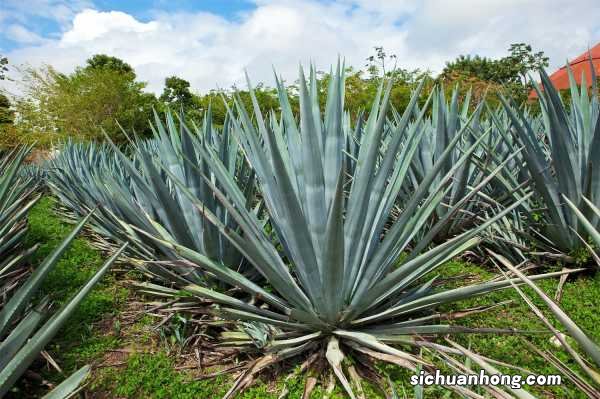 龙舌兰耐寒吗，耐阴吗