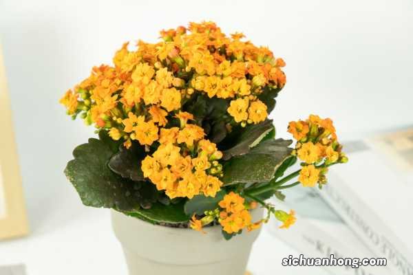 长寿花冬天能插活吗?扦插方法图片