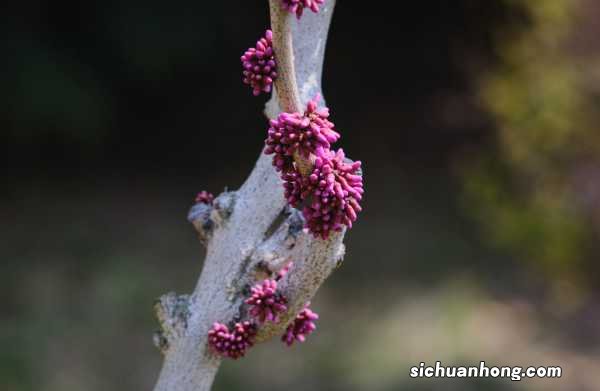 阳台如何养紫荆,需要注意什么
