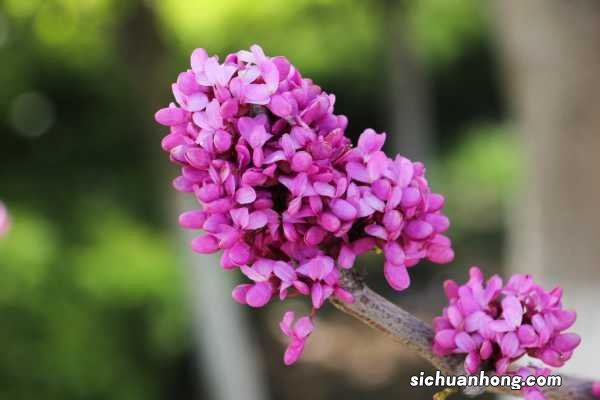 阳台如何养紫荆,需要注意什么