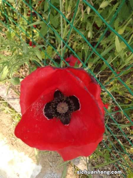 阳台如何养虞美人，需要注意什么