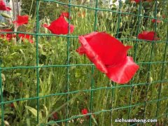 阳台如何养虞美人，需要注意什么