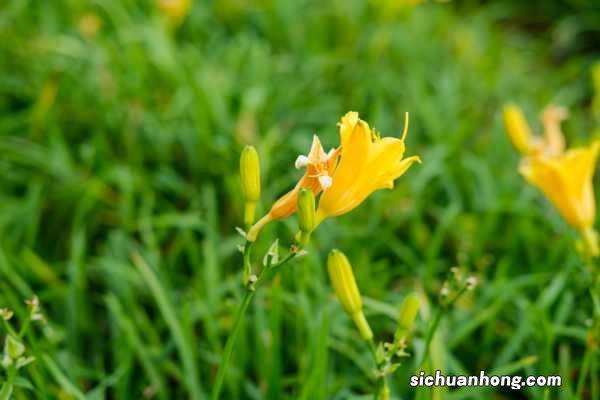 阳台如何养萱草,需要注意什么