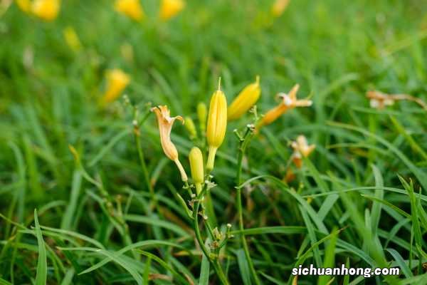 阳台如何养萱草,需要注意什么