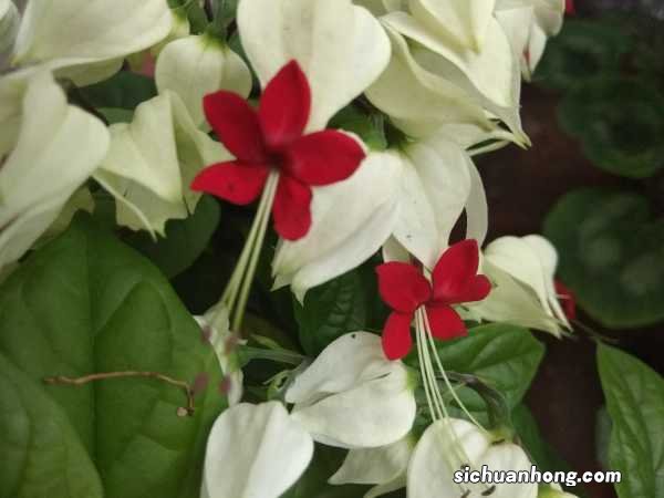 龙吐珠有什么寓意吗