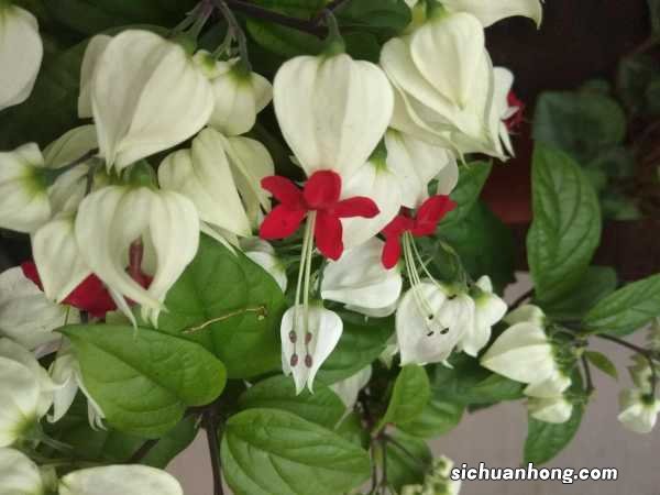 龙吐珠有什么寓意吗