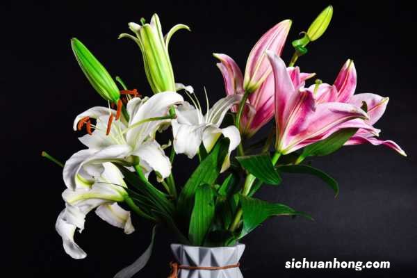 家里养百合不吉利吗