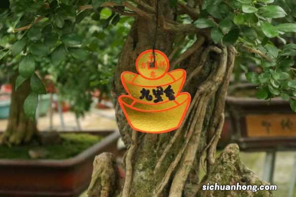 阳台如何养九里香，需要注意什么