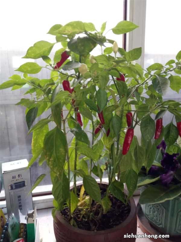 5块钱3斤的辣椒,放醋里一泡,1碟能下3碗饭!