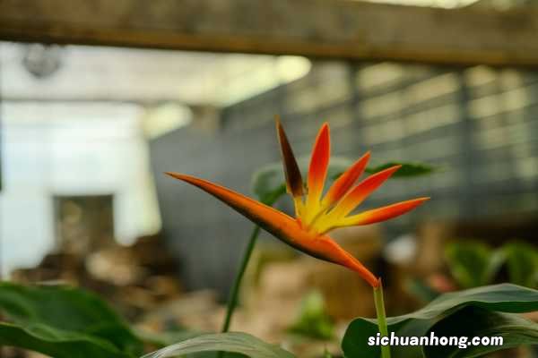 阳台如何养鹤望兰,需要注意什么