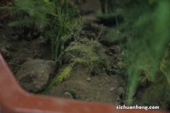 文竹放在卧室好吗