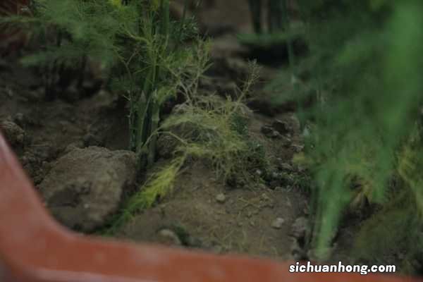 文竹放在卧室好吗