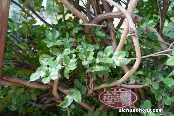 阳台如何养紫藤，需要注意什么