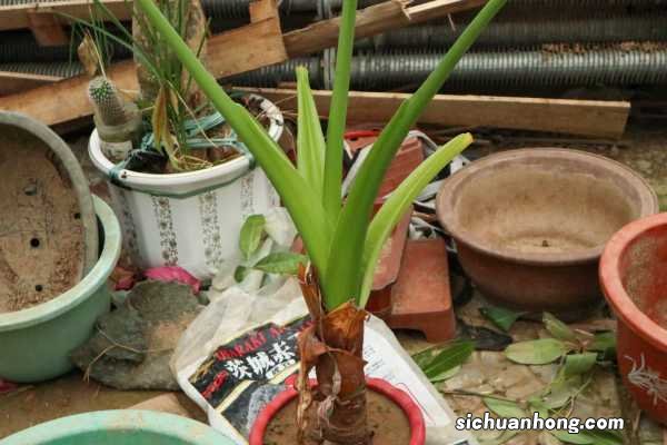 滴水观音可以养在水里面吗,水培养护方法