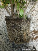 栀子花的风水作用