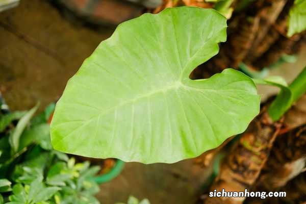 滴水观音冻伤了怎么办,冻伤后还能活吗