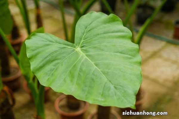 滴水观音冻伤了怎么办,冻伤后还能活吗