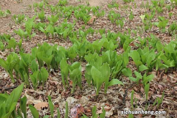 阳台如何养玉簪花，需要注意什么