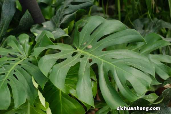 龟背竹怎么实现爆盆，爆盆后对生长有影响吗