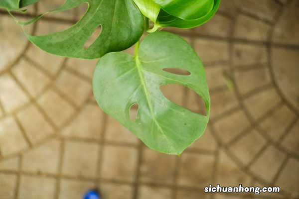 龟背竹要绑扎整形吗，绑扎整形的方法