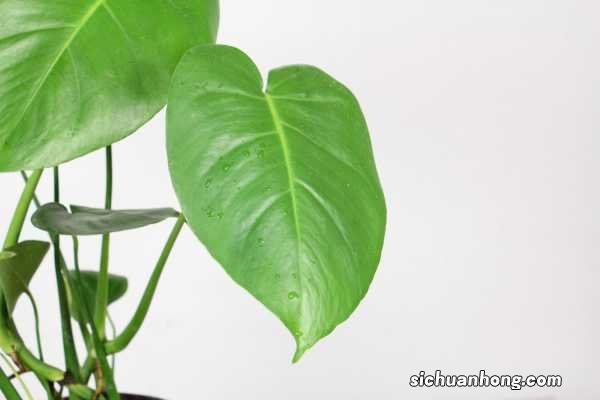 龟背竹喜湿还是喜干，龟背竹的养护因素