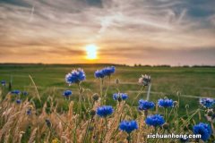 阳台如何养矢车菊，需要注意什么