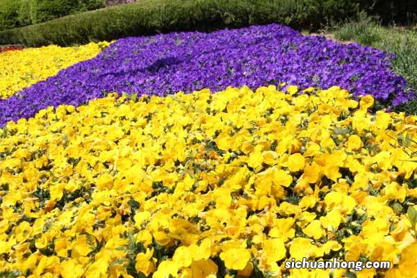 阳台如何养三色堇，需要注意什么