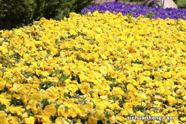 阳台如何养三色堇，需要注意什么