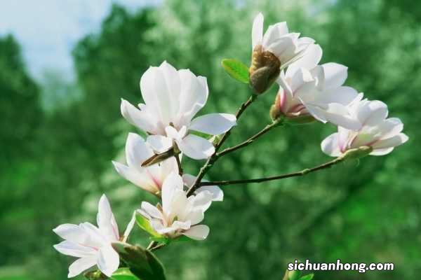 阳台如何养木兰花，需要注意什么