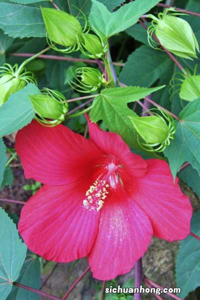 阳台如何养木芙蓉,需要注意什么