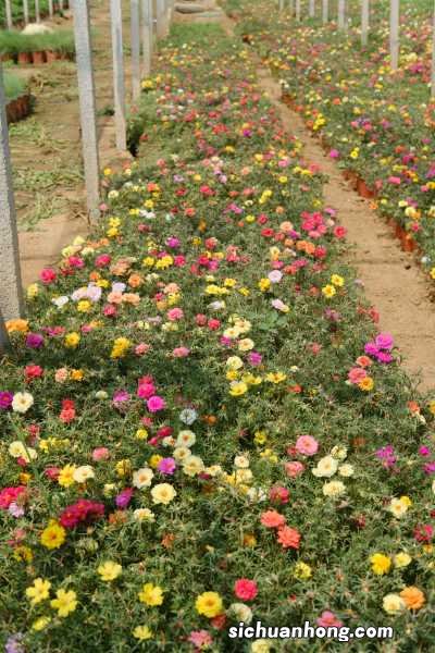 太阳花栽培技术，太阳花花苗怎么栽培