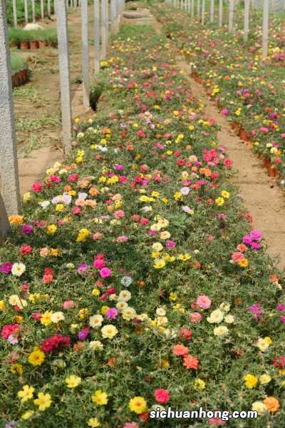 太阳花小苗可以晒太阳吗,怎么才能健康长大