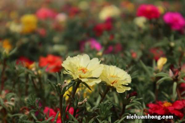 太阳花扦插什么时间成活率最高,扦插苗几天晒太阳