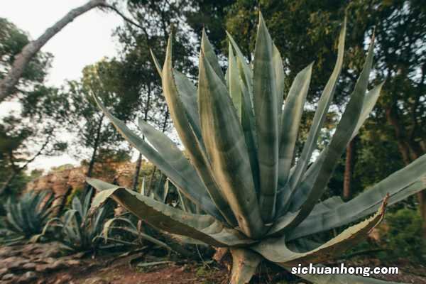 龙舌兰如何换盆，龙舌兰什么季节换盆