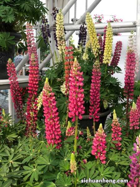 阳台如何养羽扇豆，需要注意什么