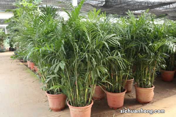 阳台如何养夏威夷椰子,需要注意什么