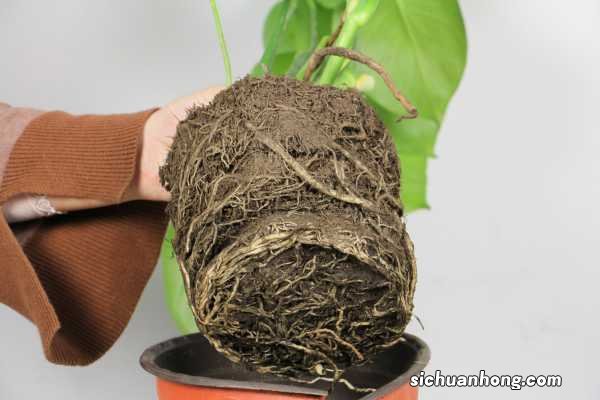 龟背竹怎么进行水培,水培能养活吗