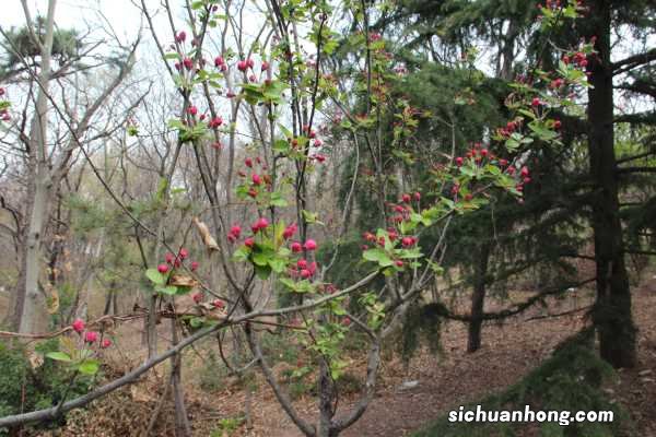 家里为什么不能养海棠