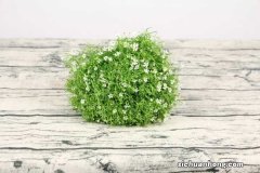 满天星的花语和传说