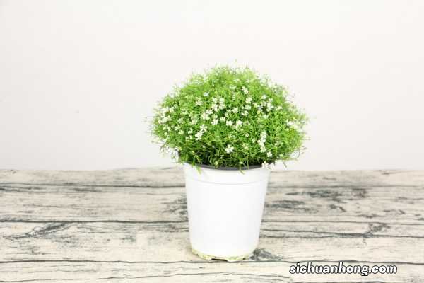 满天星的花语和传说